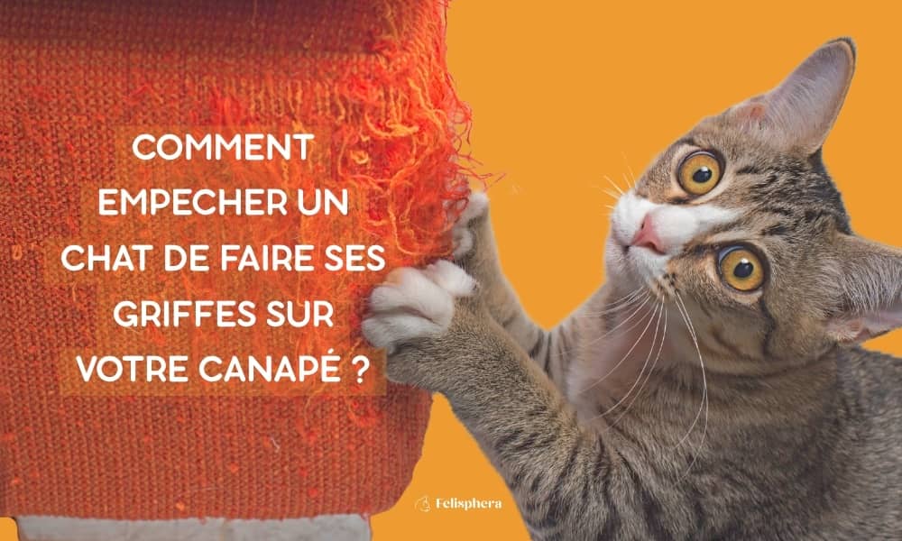 comment empecher votre chat de faire ses griffes sur votre canape