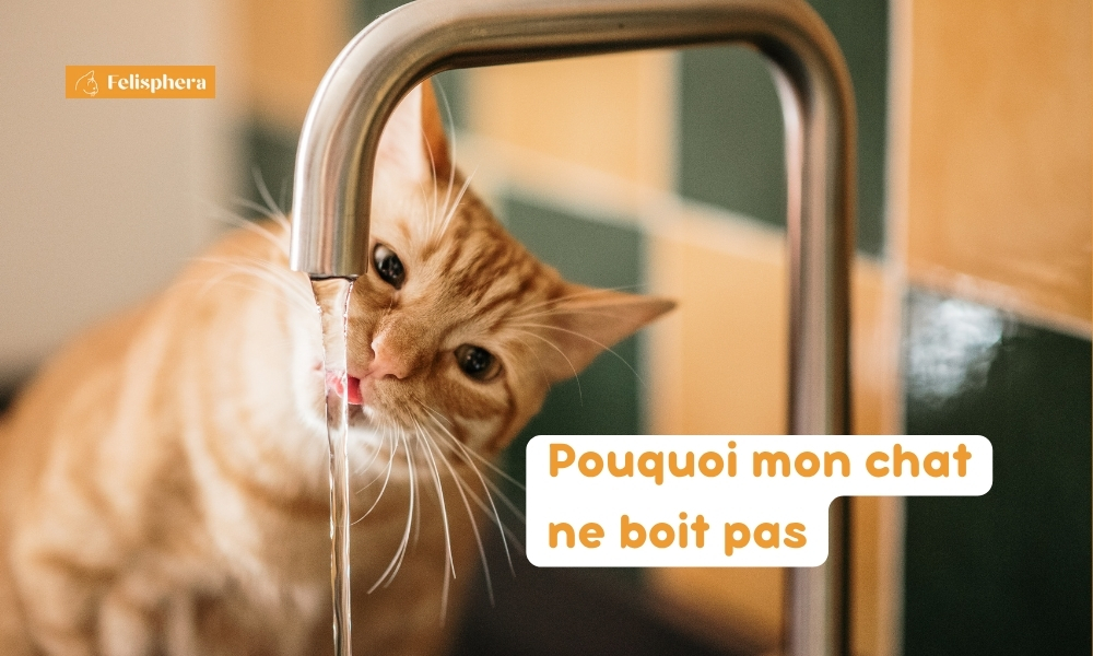 chat qui boit au robinet