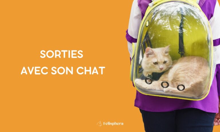 Texte sorties avec son chat et chat dans sac à dos bulle