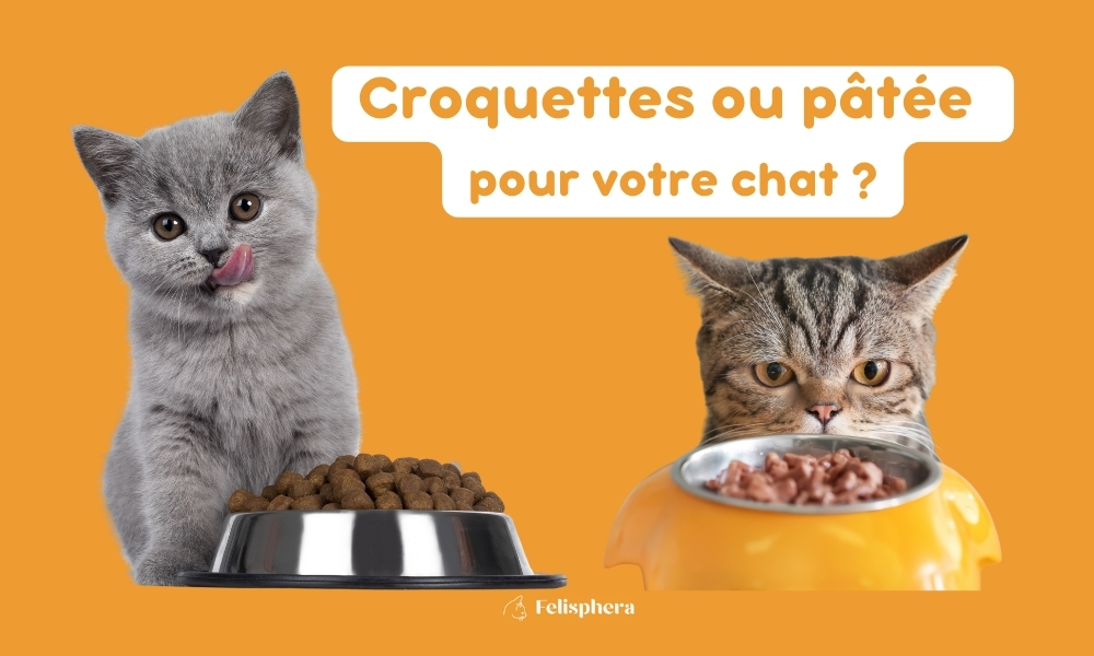 pâtée ou croquettes pour chat