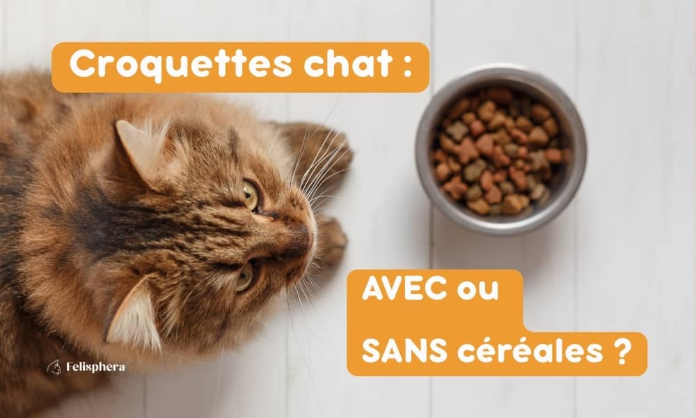 croquettes chat avec ou sans cereales