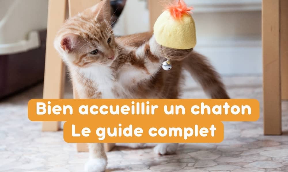 accueillir un chaton
