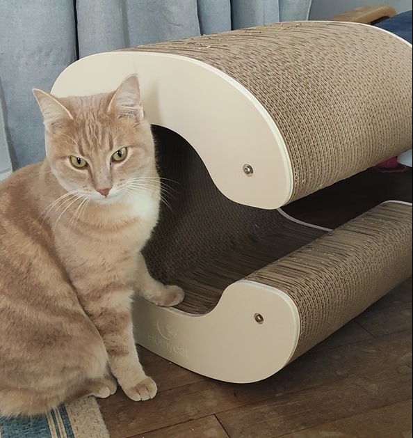 Chat à côté du griffoir Homycat en forme de lettre C