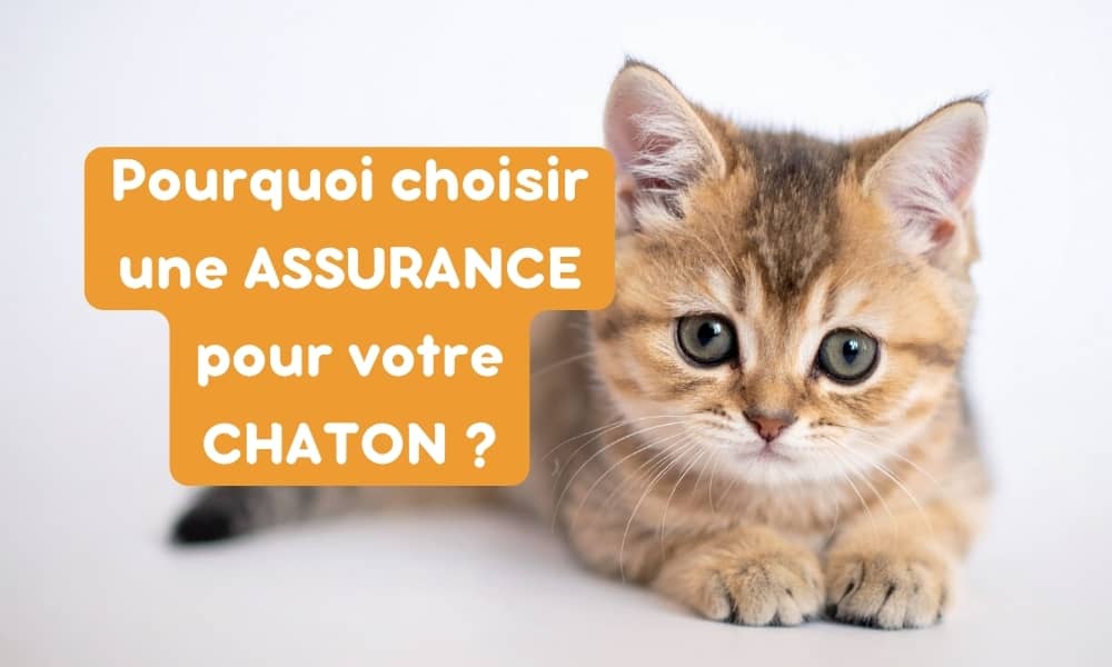 Pourquoi choisir une assurance pour votre chaton ?