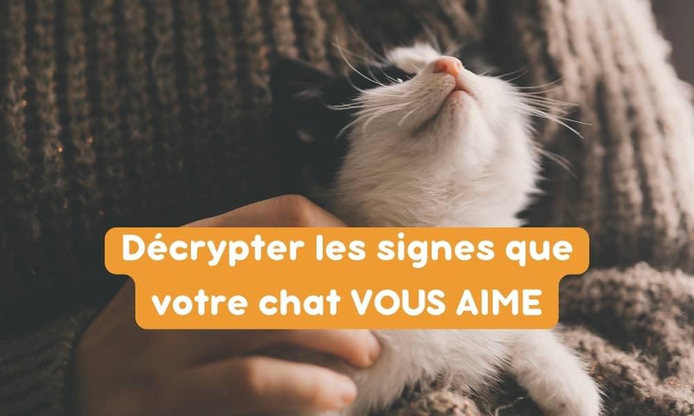 Décrypter les signes qui prouvent que votre chat vous aime