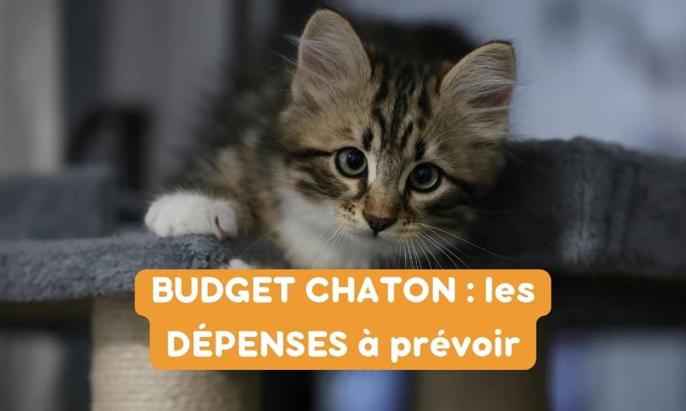 Quel budget prévoir pour prendre soin de votre chaton ?