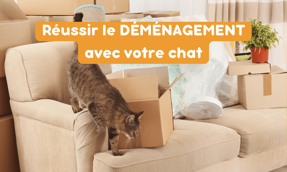 Déménagement chat : le guide pour une transition sereine