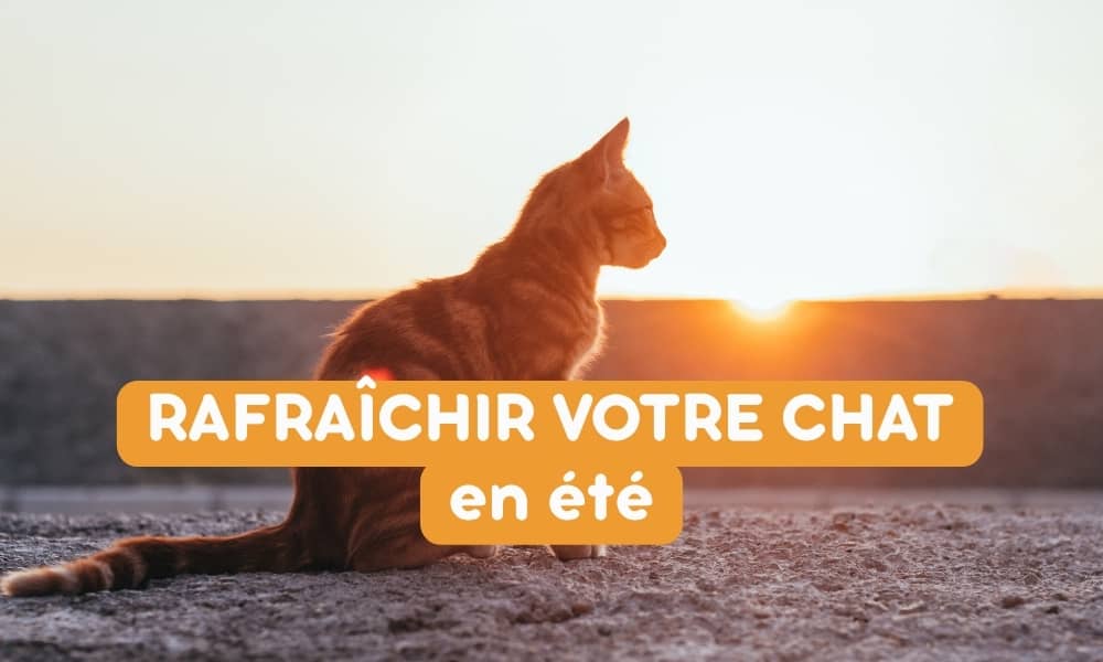 Comment rafraîchir votre chat en été face à la chaleur